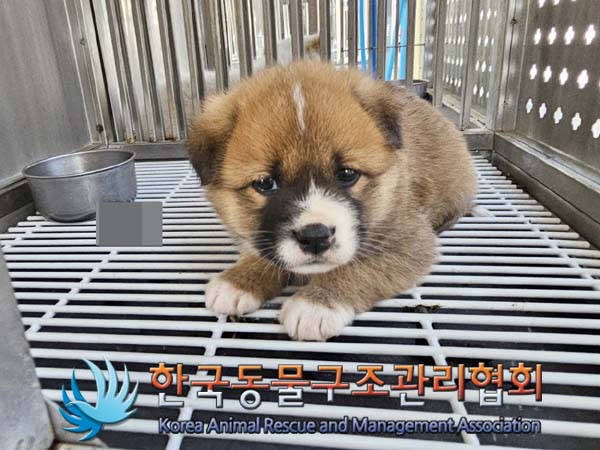 한국동물구조관리협회_441406202400080